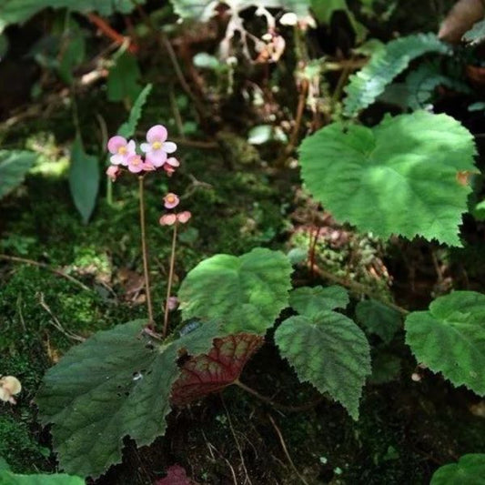 Begonia fimbristipula Hance