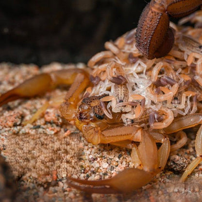 Congo red alligator back scorpion (Hottentotta hottentotta)