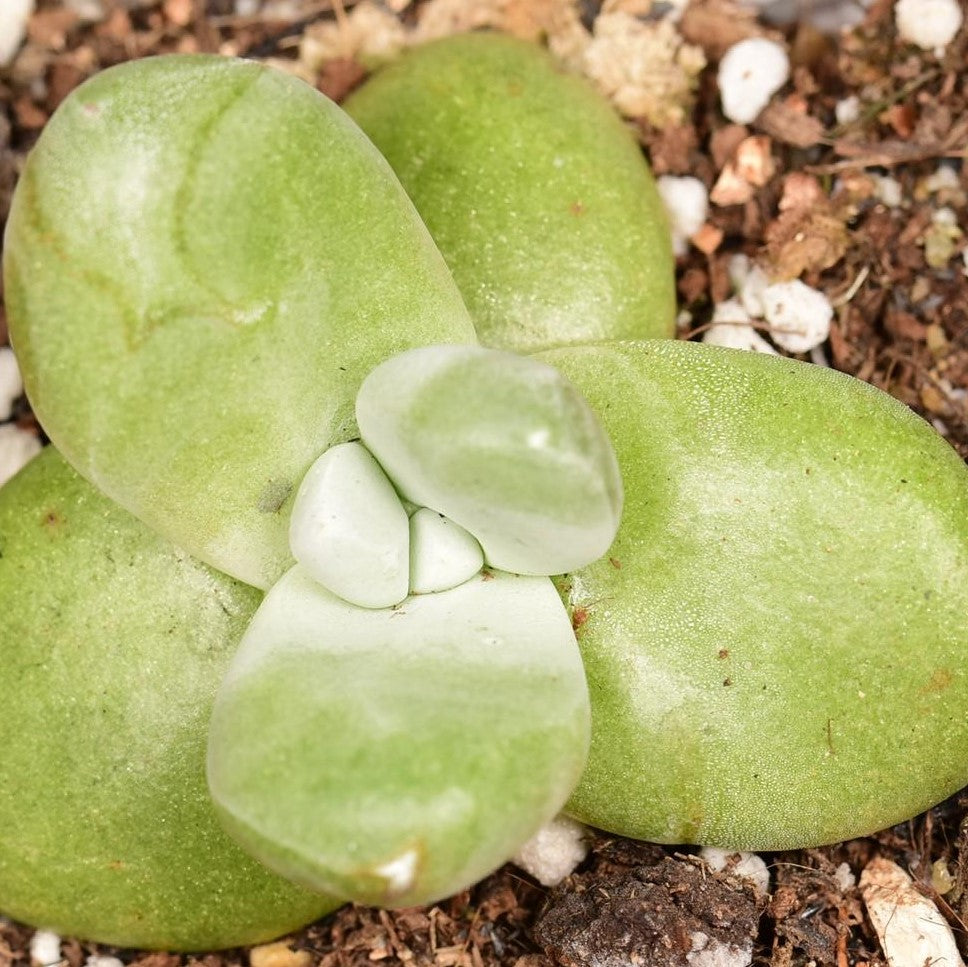 Cedros Island Liveforever(Dudleya pachyphytum)