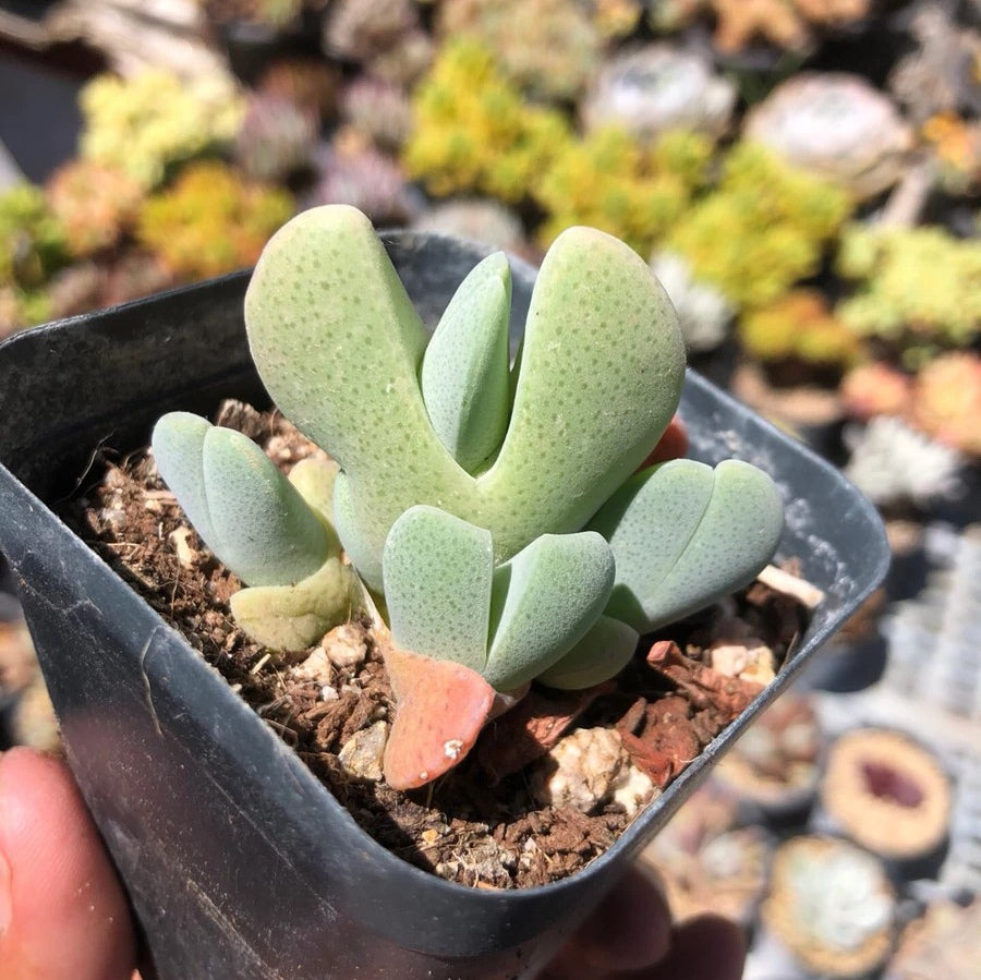 Cheiridopsis pillansii