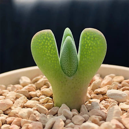 Cheiridopsis pillansii