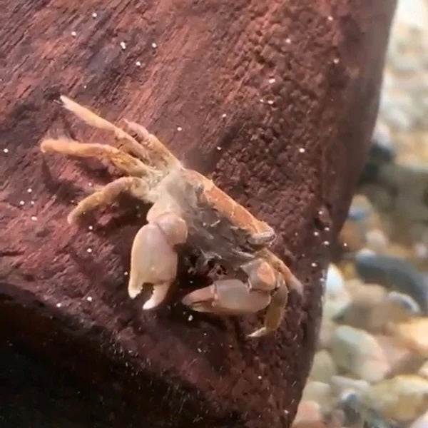 Cherry crab  (Parapyxidognathus deianira)