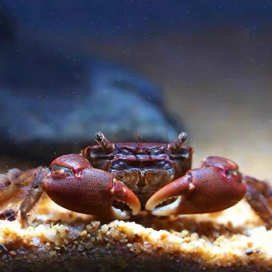 Cherry crab  (Parapyxidognathus deianira)