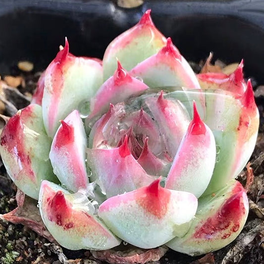 Echeveria Cv 'Momotarou'