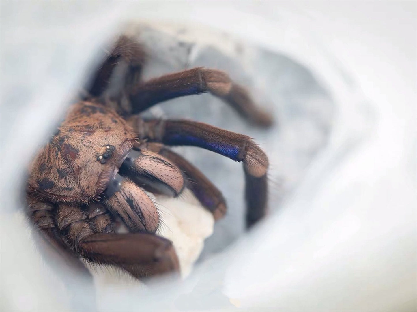 Chilobrachys sp. Electric Blue