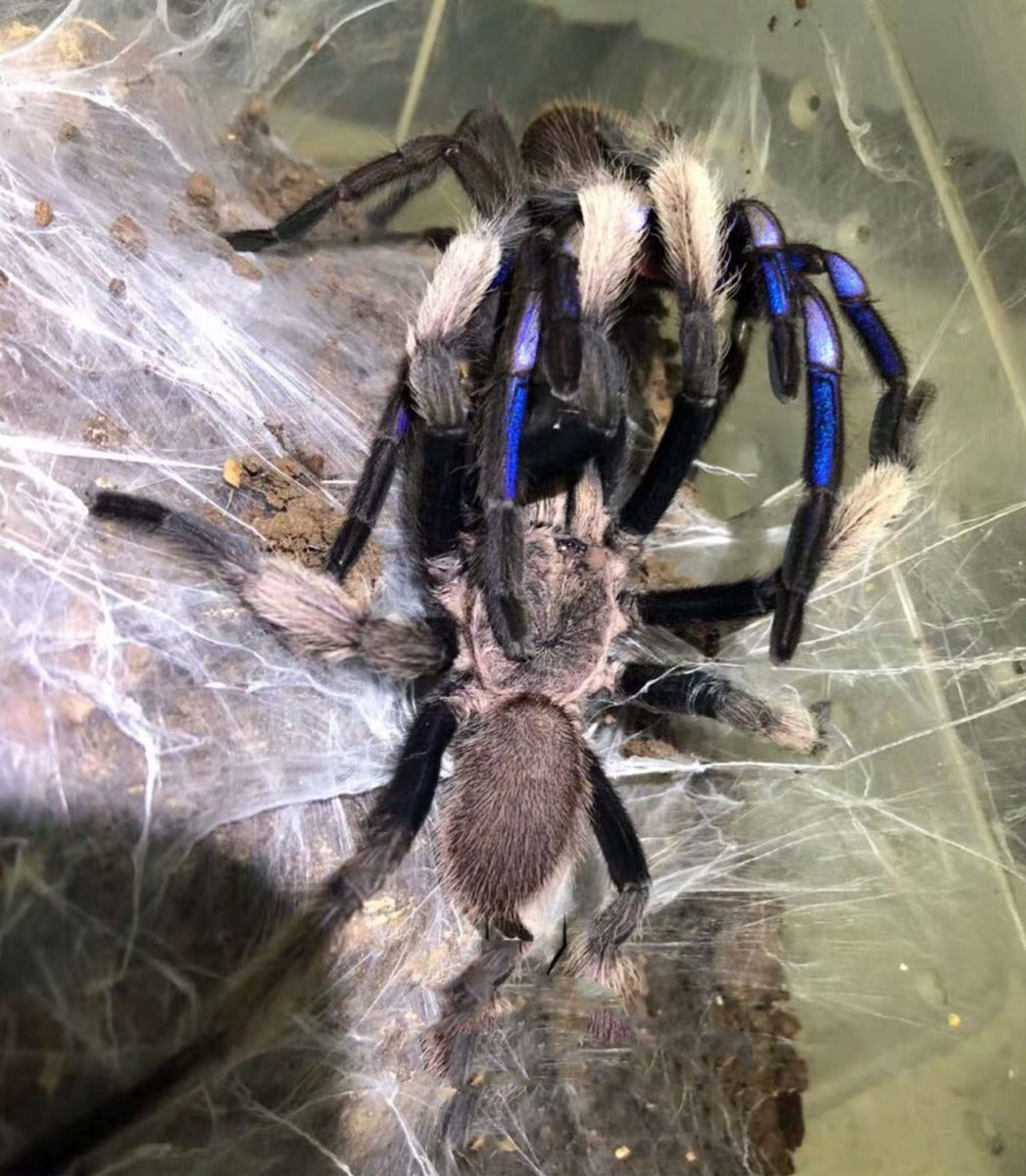 Chilobrachys sp. Electric Blue