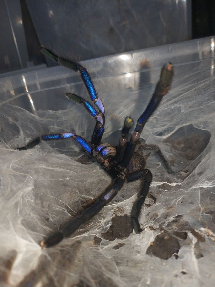 Chilobrachys sp. Electric Blue