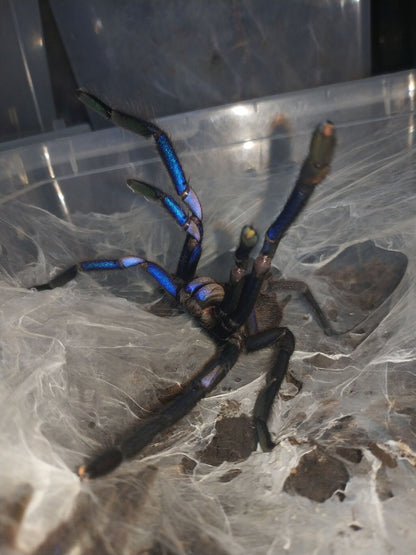 Chilobrachys sp. Electric Blue
