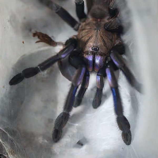 Chilobrachys sp. Electric Blue