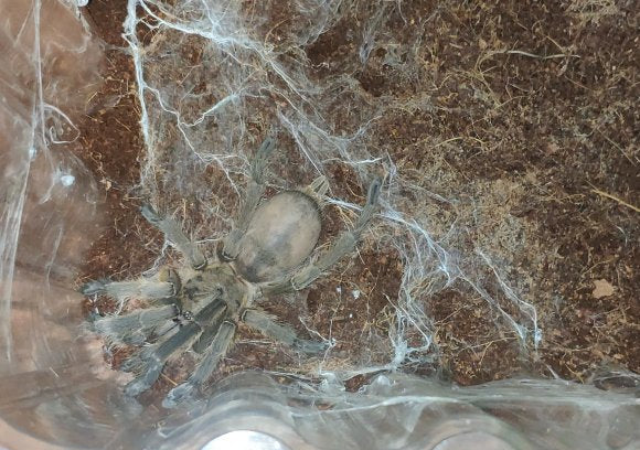 Chinese Fawn Tarantula (Chilobrachys guangxiensis)