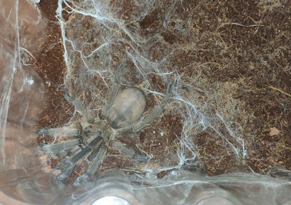 Chinese Fawn Tarantula (Chilobrachys guangxiensis)