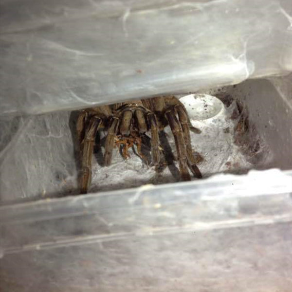 Chinese Fawn Tarantula (Chilobrachys guangxiensis)