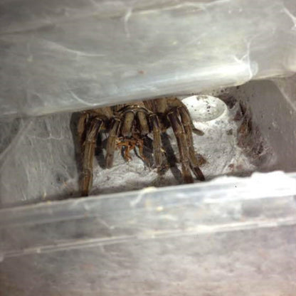 Chinese Fawn Tarantula (Chilobrachys guangxiensis)