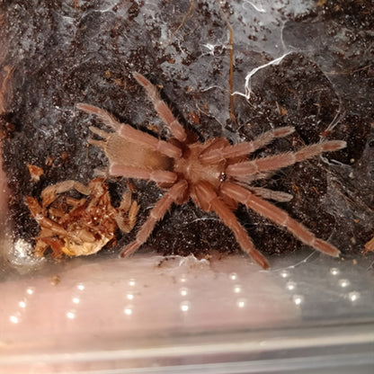 Chinese Fawn Tarantula (Chilobrachys guangxiensis)
