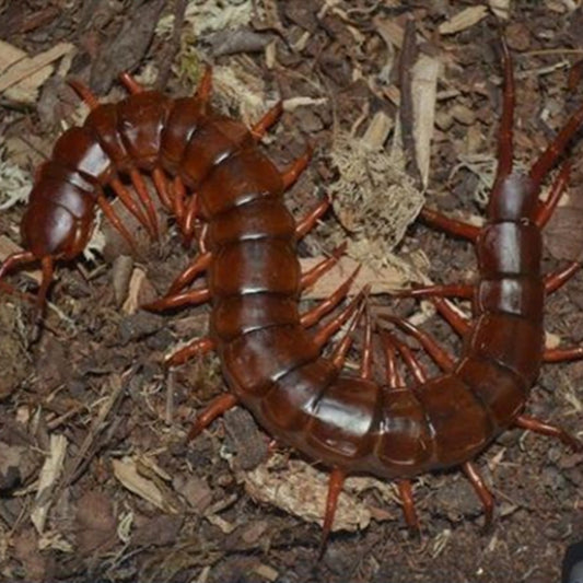 Chinese Giant Red Dragon Centipede (Scolopendra subspinipes dehaani)