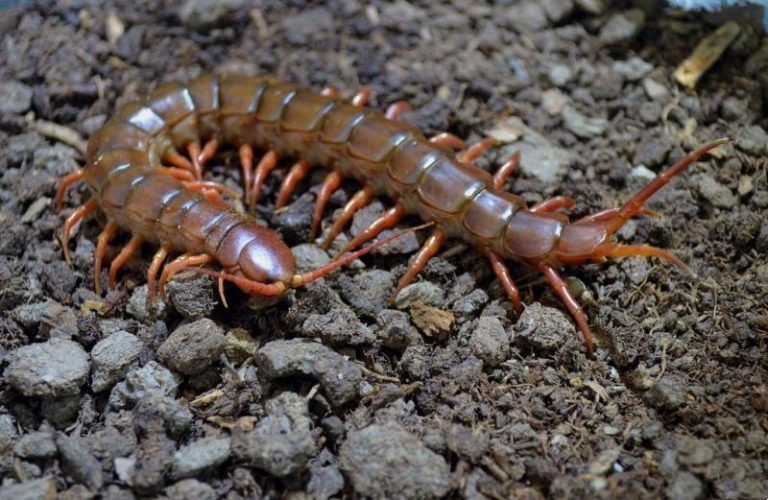 Chinese Giant Red Dragon Centipede (Scolopendra subspinipes dehaani)