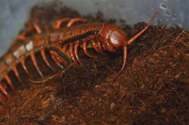 Chinese Giant Red Dragon Centipede (Scolopendra subspinipes dehaani)