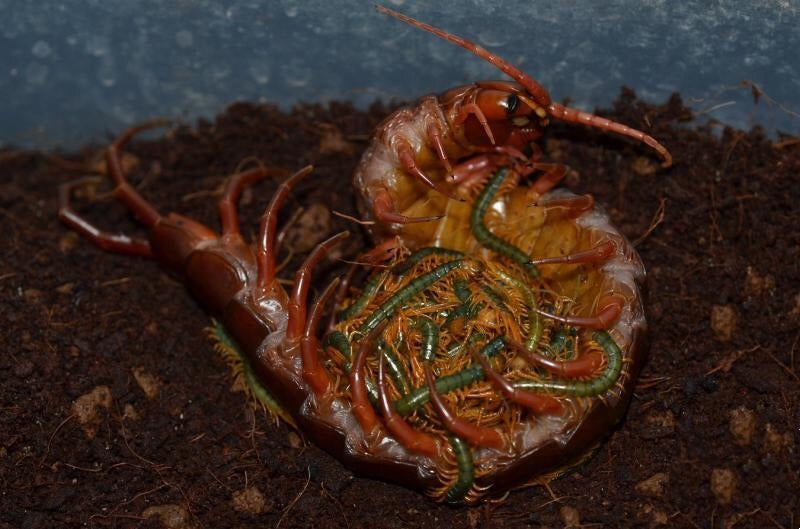 Chinese Giant Red Dragon Centipede (Scolopendra subspinipes dehaani)