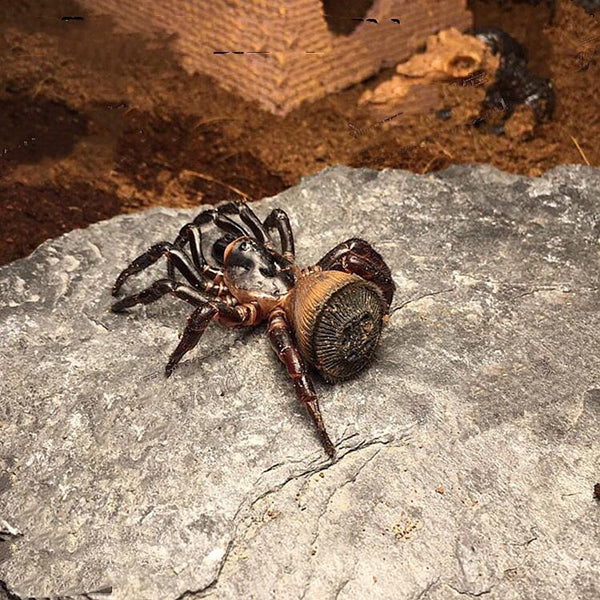 Chinese Hourglass Spider (Cyclocosmia ricketti)