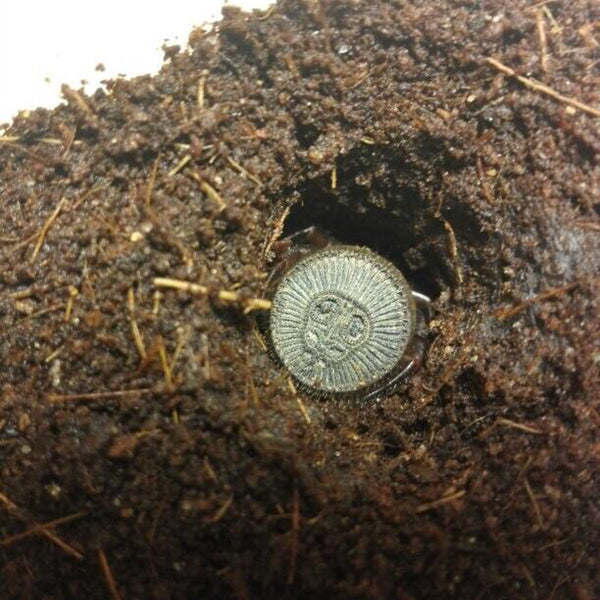 Chinese Hourglass Spider (Cyclocosmia ricketti)