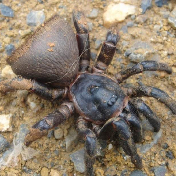 Chinese Hourglass Spider (Cyclocosmia ricketti)