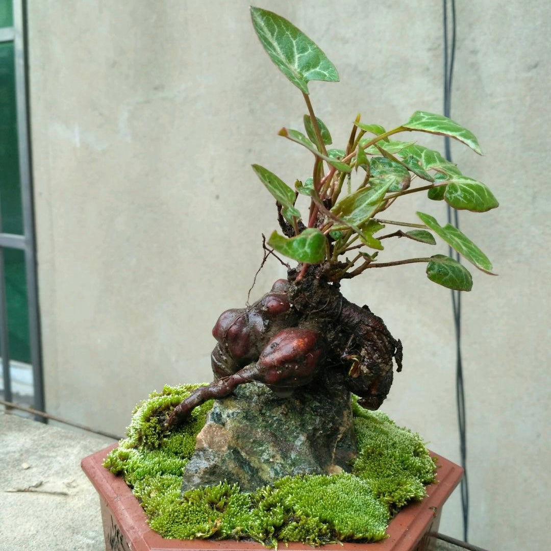 bonsai tree bong Chinese knotweed mini bonsai ( Fallopia multiflora ) for Sale