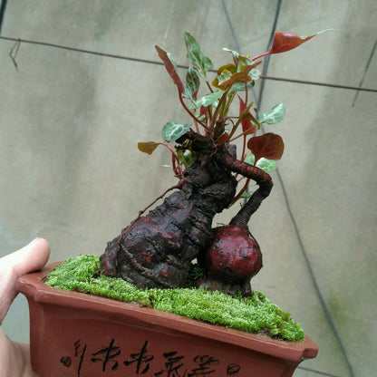 Chinese knotweed mini bonsai ( Fallopia multiflora )