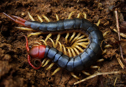 Chinese Red Head Centipede (Scolopendra mutilans)