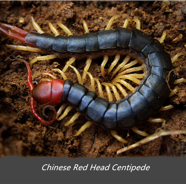 Chinese Red Head Centipede (Scolopendra mutilans)