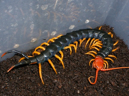 Chinese Red Head Centipede (Scolopendra mutilans)