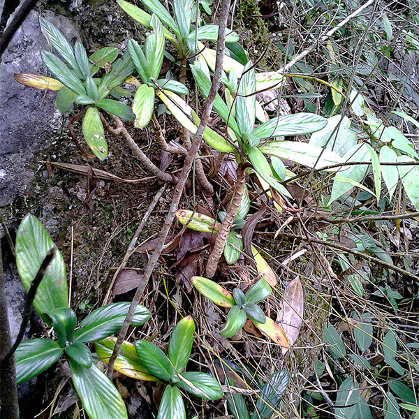 Chirita hedyotidea