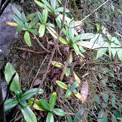 Chirita hedyotidea