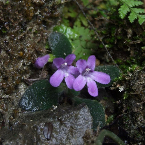 Chirita Tenuituba (W. T. Wang) W. T. Wang