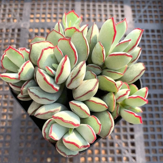 Choco Line (Cotyledon papillaris)