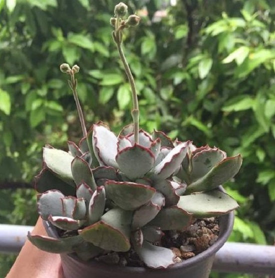 Choco Line (Cotyledon papillaris)