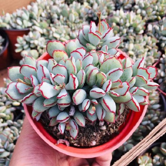 Choco Line (Cotyledon papillaris)