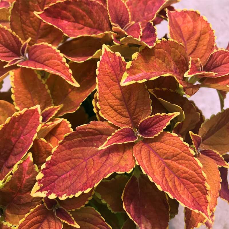 Coleus ' Chocolate mint '
