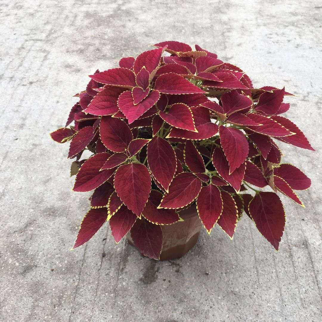 Coleus ' Chocolate mint '