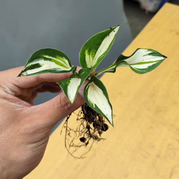 Christmas Candy Hosta