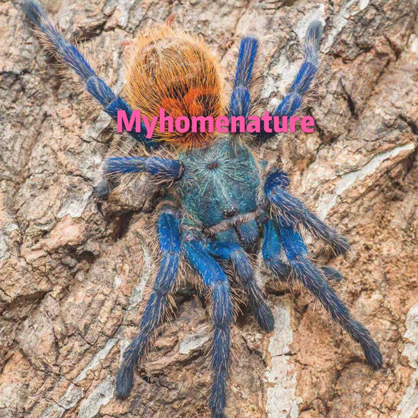 Greenbottle Blue Tarantula (Chromatopelma cyaneopubescens)