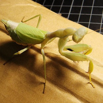 Wide-armed Mantis (Cilnia humeralis)