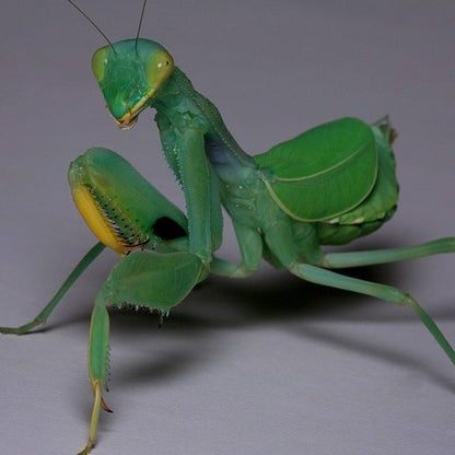 Wide-armed Mantis (Cilnia humeralis)