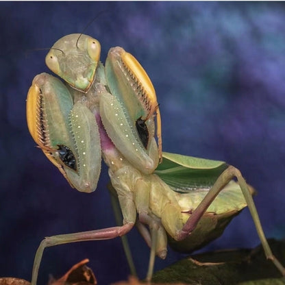 Wide-armed Mantis (Cilnia humeralis)