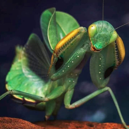 Wide-armed Mantis (Cilnia humeralis)