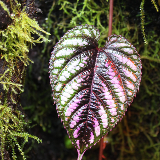 Cissus discolor