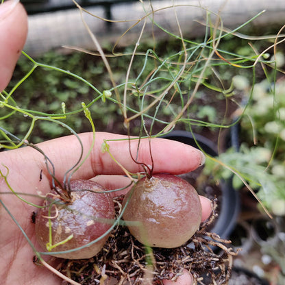 Climbing onion  (Drimia intricata)