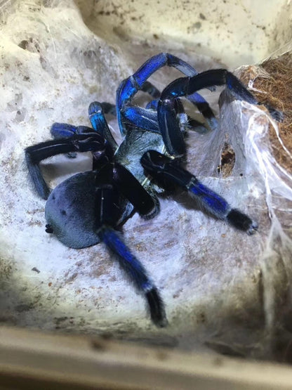Cobalt Blue Tarantula (Cyriopagopus lividus)