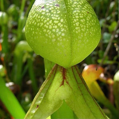 Cobra Lily (Darlingtonia Californica)