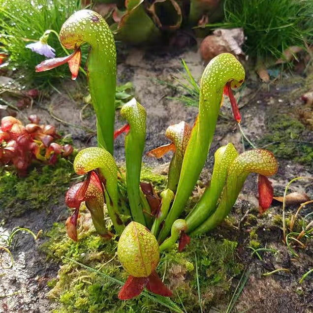 Cobra Lily (Darlingtonia Californica)
