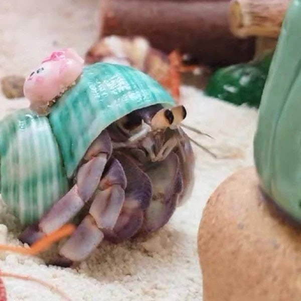 Land Hermit Crab（Coenobita Lila）